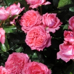 La Rose de Molinard (Ля роз де Молінар)